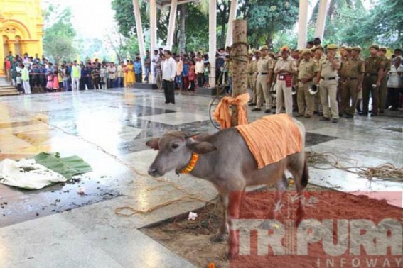 Buffalo killing marks the occasion of Maha-Navami at Durga Bari
